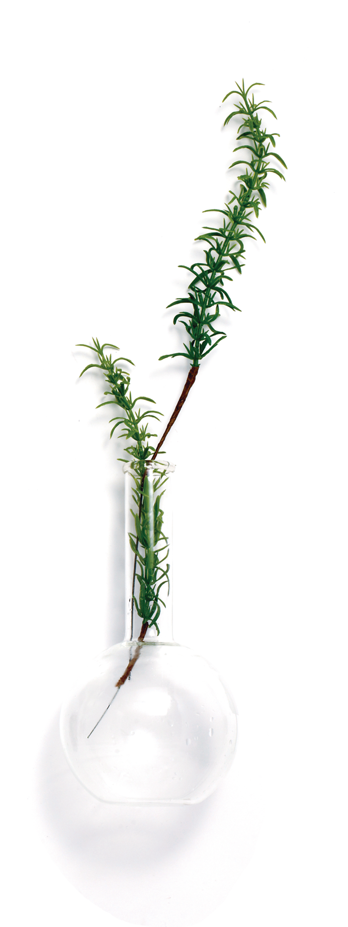 Brand Plant